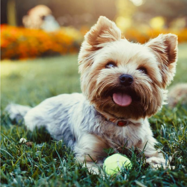 Keep Pets Safe All Summer Long