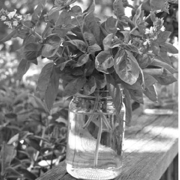 Herbs for the fall garden