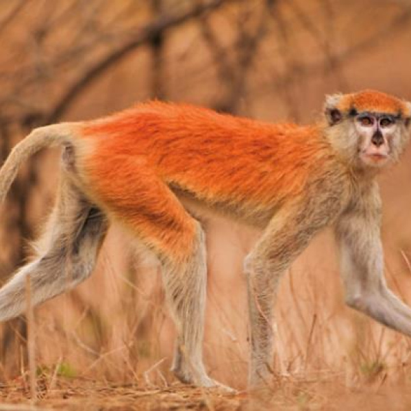 Monkey business