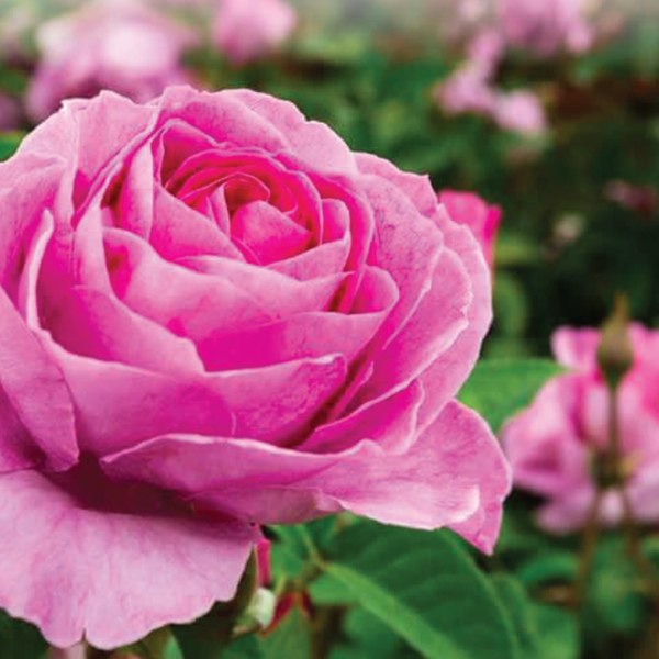 How to plant and enjoy roses