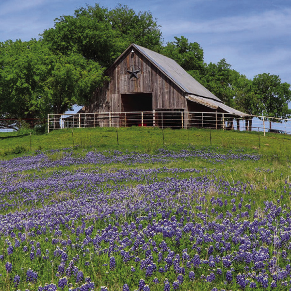 Early bluebonnet season lush at Meadowview, North Trails