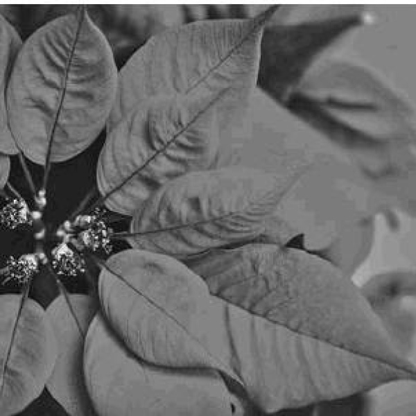 Help make your poinsettias last longer