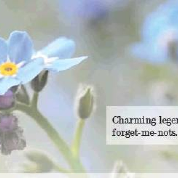 The forget-me-not: Love and remembrance