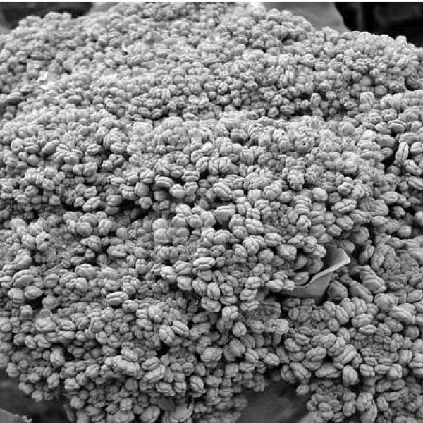 Tips on planting broccoli