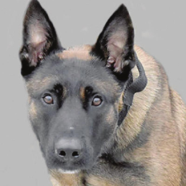 K-9 nabs escapee in Bardwell