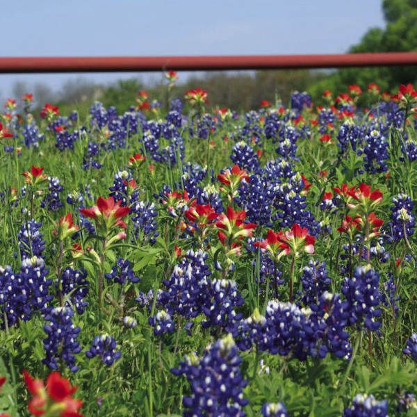 Bluebonnet history: