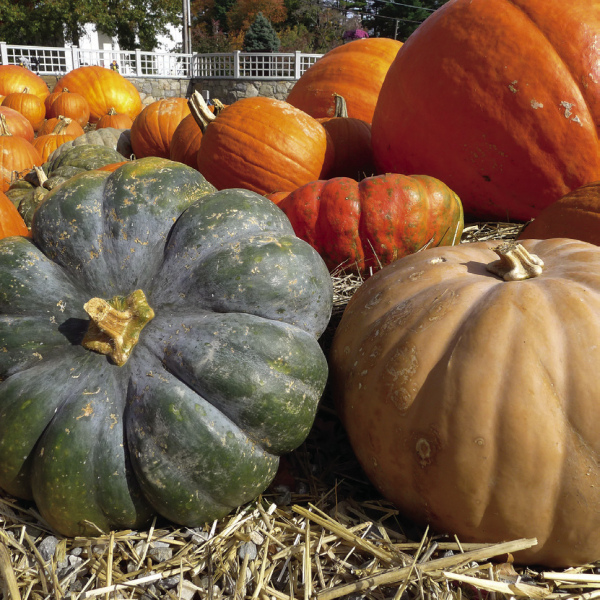 Autumn Daze festivities to last all month long