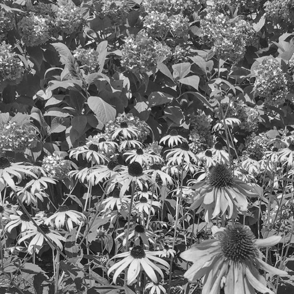 How to keep gardens safe in summer heat waves