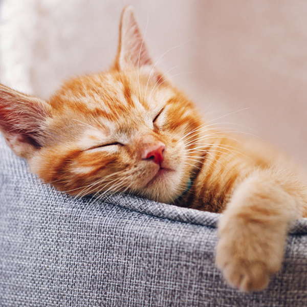 Common conditions affecting house cats