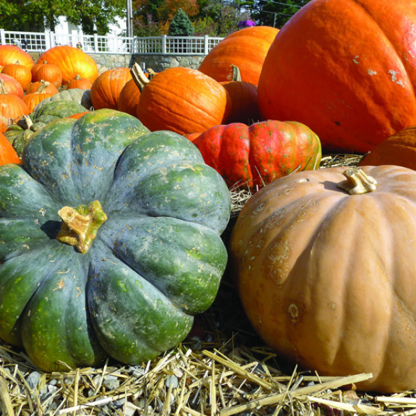 Hay Maze & Pumpkin Patch coming soon