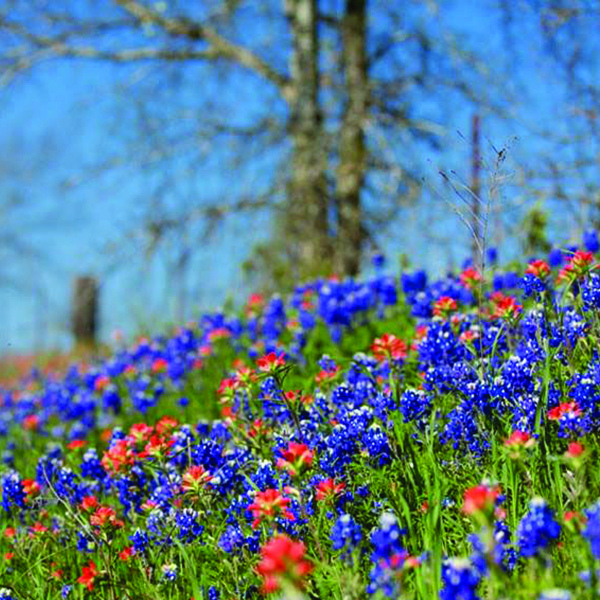 Bluebonnet history