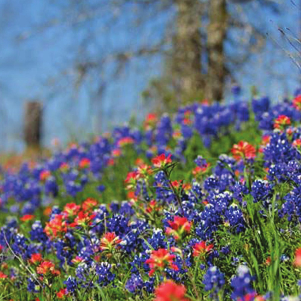Where the bluebonnets grow