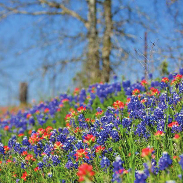 Where the bluebonnets grow
