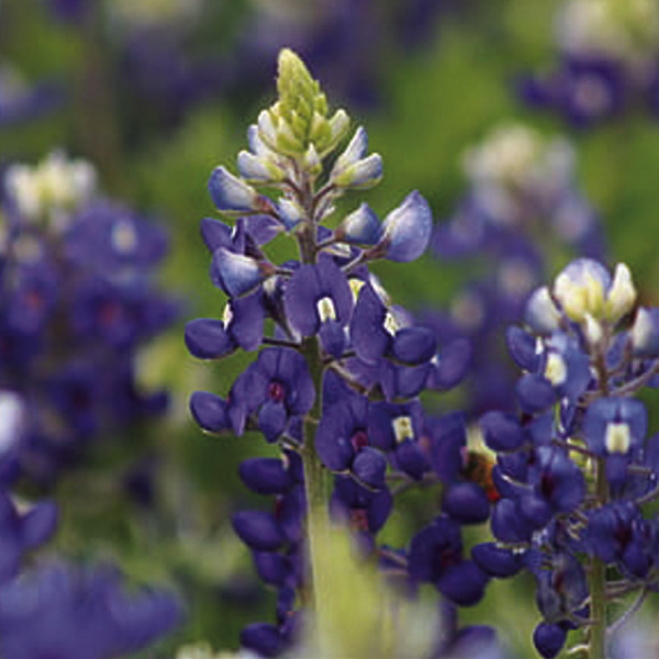 Bluebonnets: Looking back to 1957