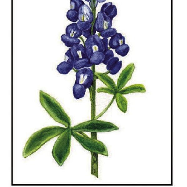 Ennis Garden Club planting seeds for 2026