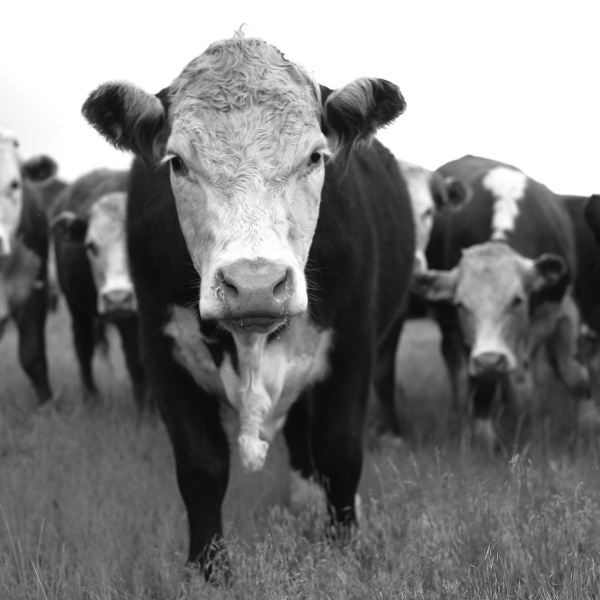 EID and your cattle: