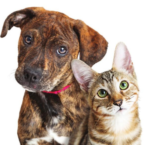 City plans to build animal shelter