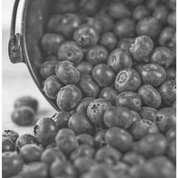 Tips for planting blueberries