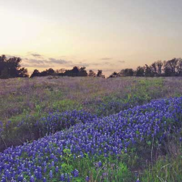 Bluebonnet Pre-Walk at Kachina Prairie