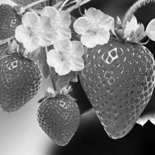 The best low-carb fruit