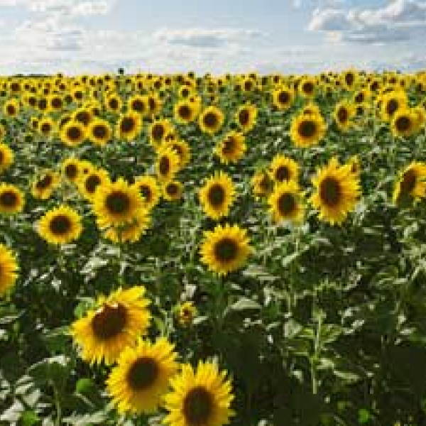 Planting and caring for sunflowers