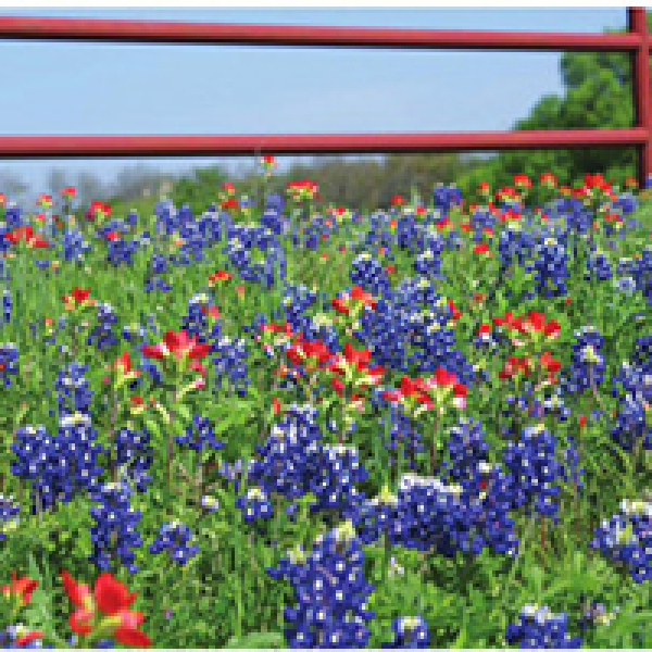 Bluebonnet history: The legend of Sugar Ridge