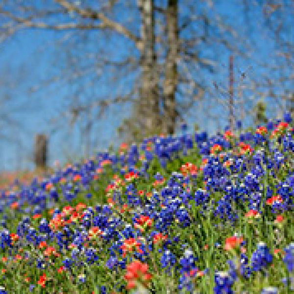 Bluebonnet history: Miss Katie wears bluebonnets with her dress