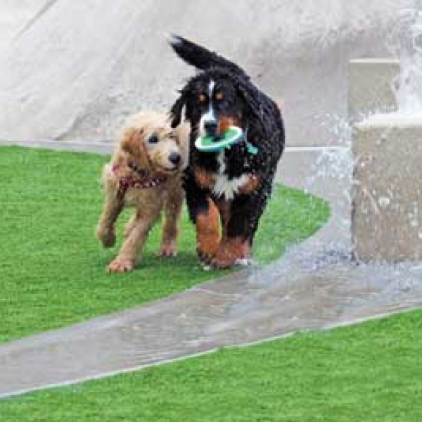 Dog park nearing summer finish