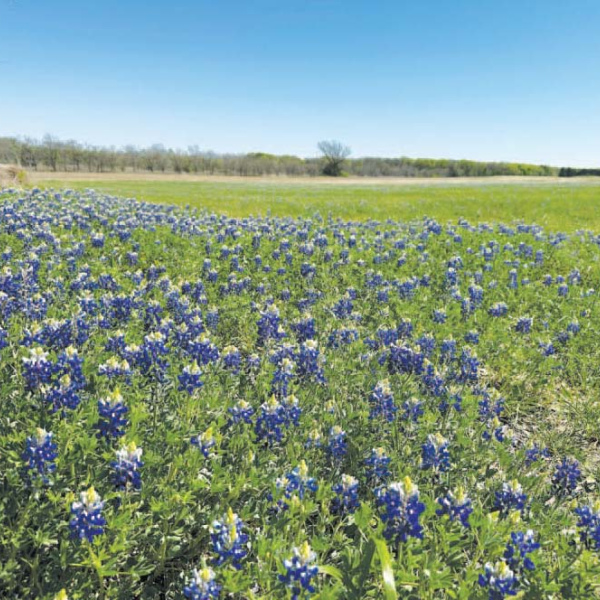 Fields of Blue