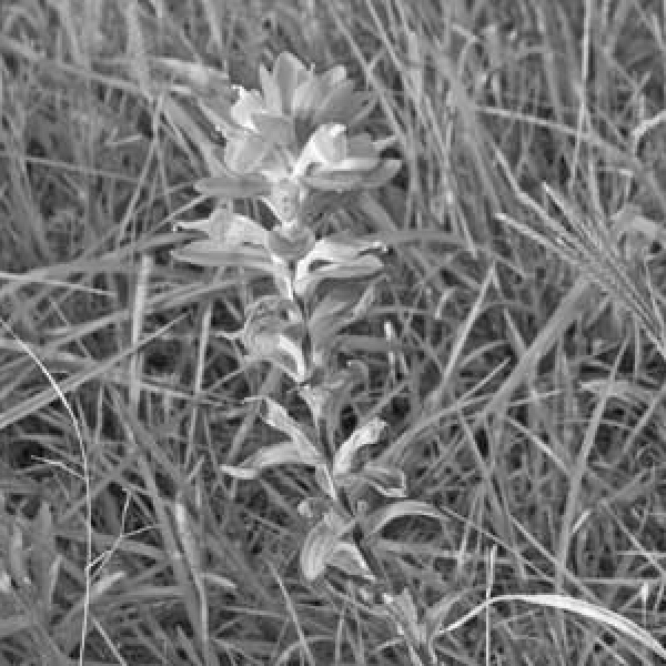 In praise of the Indian Paintbrush