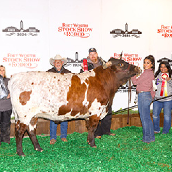 Champion steer from Ennis