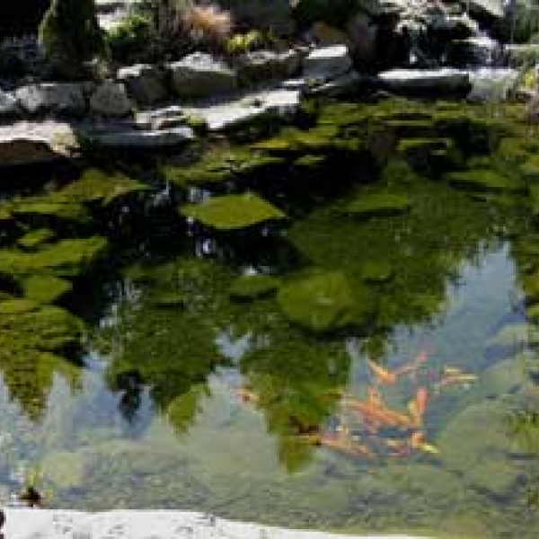 A water garden starts with a koi pond