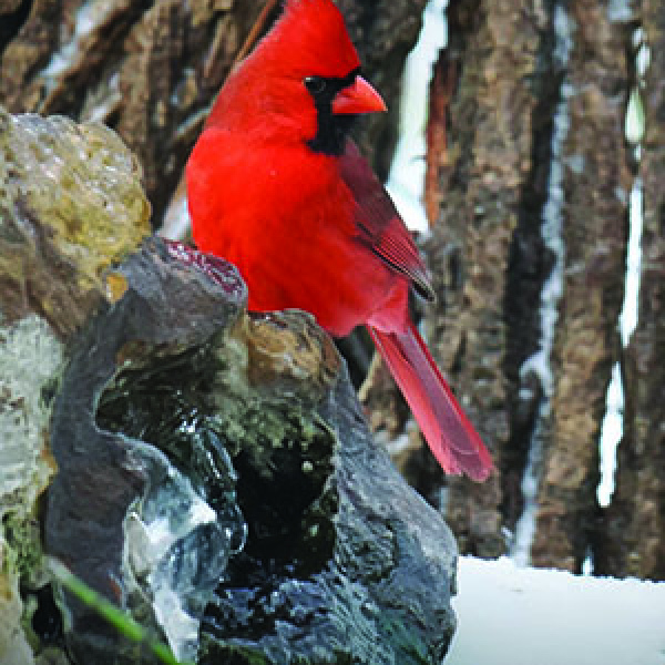 Winter cardinal